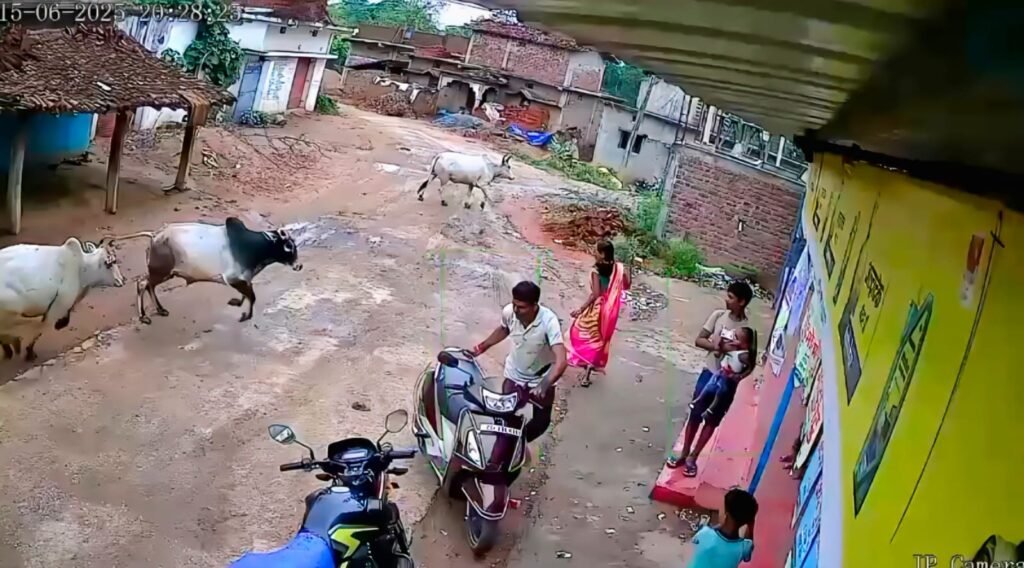 दो सांडों की लड़ाई बनी महिला की मौत