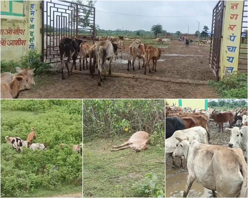 गरियाबंद गौठान