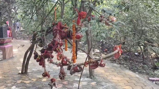 रहस्यमयी जंगल छत्तीसगढ़