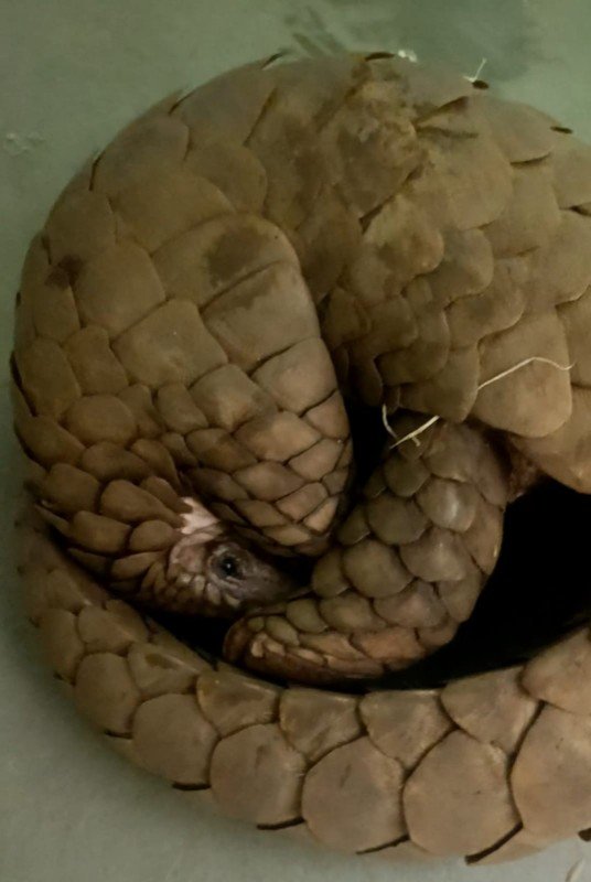 सालखपरी तस्करी गरियाबंद