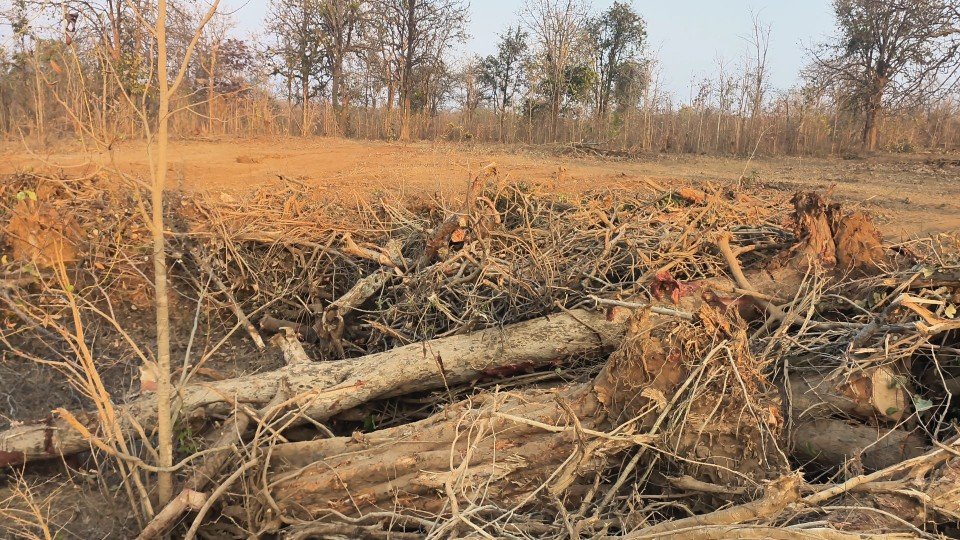 गरियाबंद पेड़ कटाई मामला