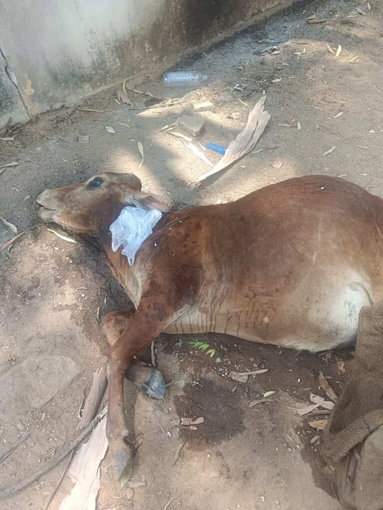 गरियाबंद पशु विभाग