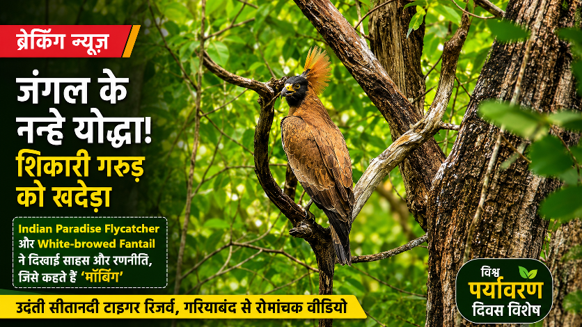 जंगल का ऑपरेशन घोंसला सुरक्षा